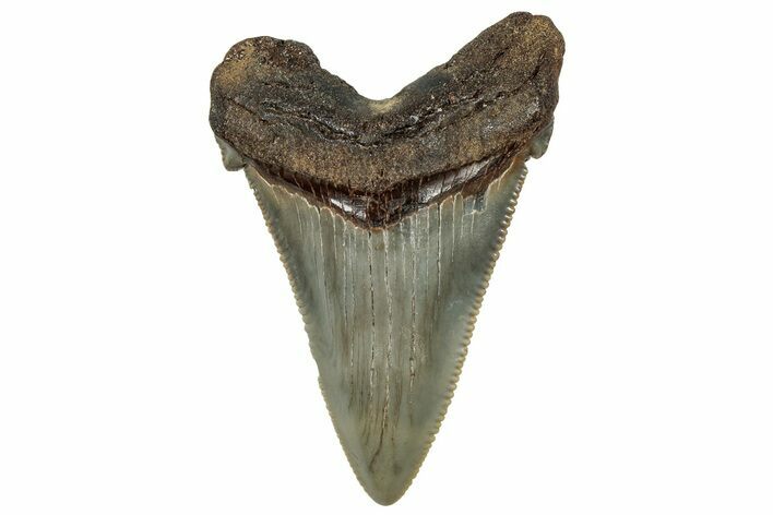 Serrated Angustidens Tooth - Megalodon Ancestor #302036